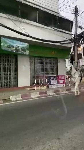 12K views · 26 reactions | A video of a dog riding a horse, shared on Twitter by a handle called Yoda4ever with the caption 'Paw Patrol', has gone #viral and the internet has a lot of questions. | News18 | Facebook