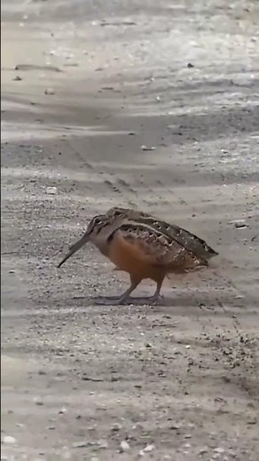 The Funniest Walk in Nature (And The GENIUS Reason Why