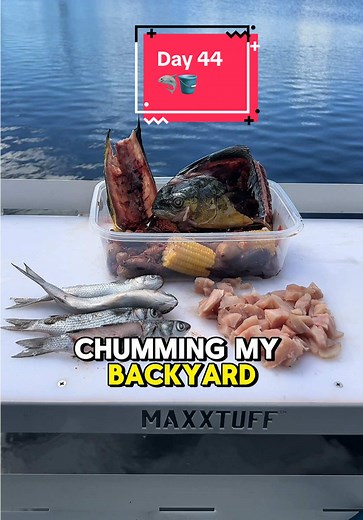 Chumming for Sharks: Day 44 Backyard Fishing Adventure