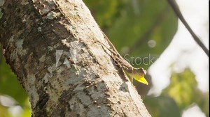 Spectacular animal behavior courtship display by draco flying lizard in asia