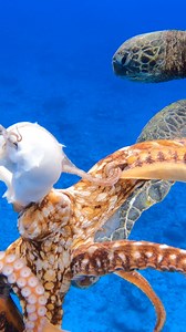 138K views · 607 reactions | Do Turtles Eat Octopus!? | Ryan Myers Spearfishing | Facebook