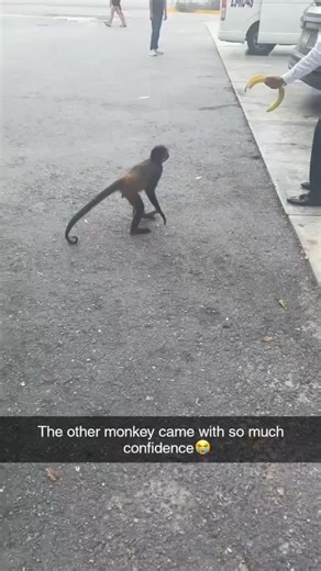 FunnyCults on Instagram: "Did you know pregnant monkeys can recognize their babies before they’re even born? 🐒🤰 Studies show they respond differently to their unborn baby’s movements and sounds, almost like they’re already bonding. Some mother monkeys even become extra calm and protective weeks before birth. Nature really said motherly instincts start early 🧠✨ Please DM for credit or removal. (All rights reserved to respective owners, no copyright infringement intended)"