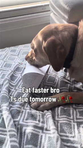 Hurry up 😭 #study #tutor #homework #dog