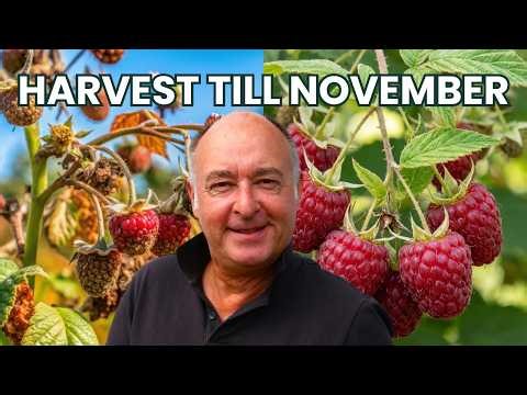 Better Berries, Less Work — Switching to Autumn Bliss