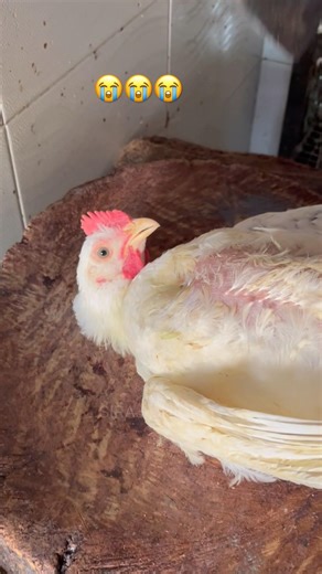 Chicken Cutting Video | Chicken Cutting Skills || 😱🔥 #shorts