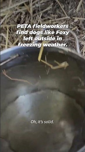 Left alone outside with no food, no water, and barely any protection from the cold 💔