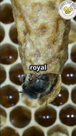 How Bees Make a New Queen