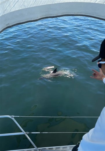 Someone came to say hello 👀 #ocean #capetown #sailing