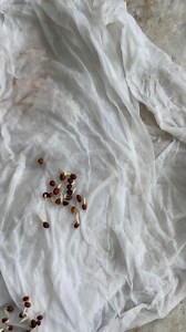21K views · 453 reactions | Here’s one easy way to germinate your seeds! #germinate #seeds #gardeningtips | Judy Bao Garden | Facebook
