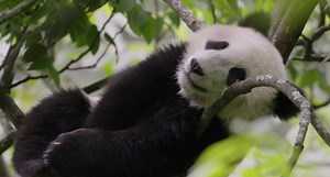 Disneynature’s Born in China opens in theatres April 21! 🌿🐼🐒🐆🌿 Get tickets: bit.ly/BornInChinaTix | Disneynature