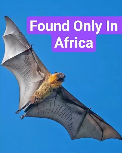 African Wildlife; Madagascar’s Secret Animals: Creatures You Won’t See Anywhere Else