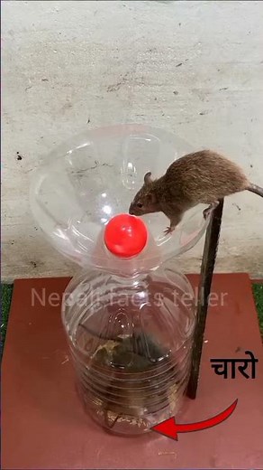 Top 5 Best Rat Traps That Actually Work (Tested!) Rat Catching Traps for Home