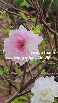 Nhất chi mai – vẻ đẹp thanh cao trong mùa xuân Việt