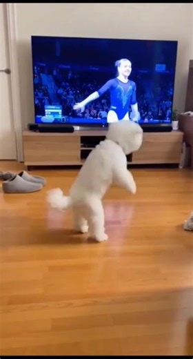 Smart Dogs: Unleash Their Unique Talents