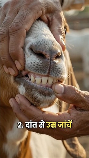 🐐 बकरा खरीदने से पहले ये 3 बातें ज़रूर देखें | 90% लोग यही गलती करते हैं!