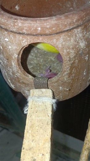 From Hatchlings to Heartthrobs: The Transformation of Baby Budgies