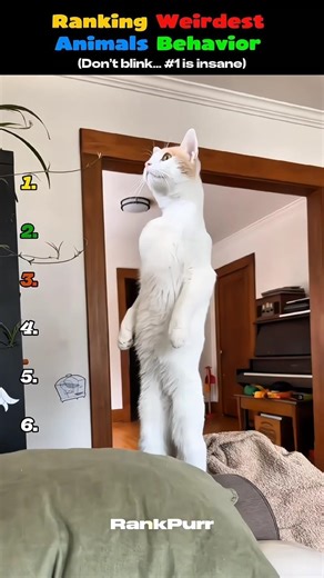 Ranking the weirdest animal behavior 😳