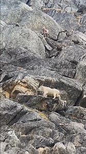 6.7M views · 10K reactions | Out of sight in the steep. Pictured: Adam Foss closes the gap to bow range in B.C. #SITKAGear | SITKA Gear | Facebook
