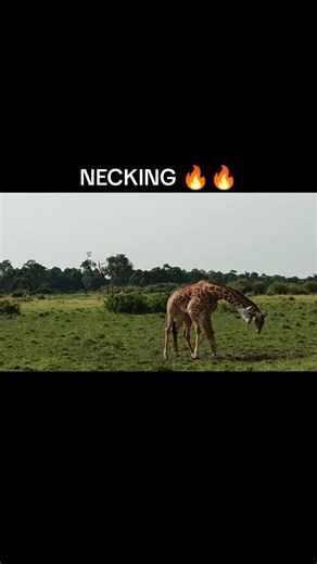 Understanding Necking in Animal Behavior