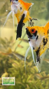 Angels and Rainbowfish Tank in the Greenhouse. These fish are looking absolutely fire right now! Are you keeping any of these fish? Fill your tank with plants to keep your tank balanced and to prevent getting algae! Shop Now! TANK ON! #rainbowfish #rainbows #angels #angelfish #fish #fishy #fishtank #aquariumfish #freshwaterfish #aquarium #aquariums | Dustin's Fishtanks