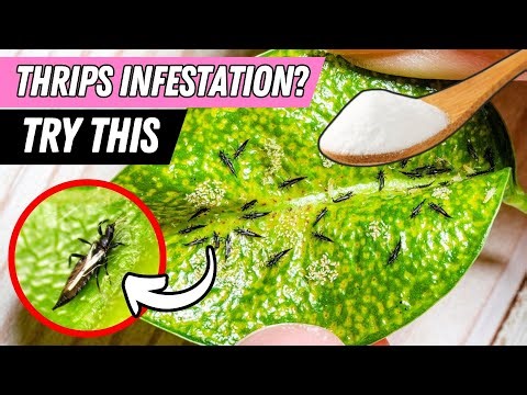 Stop Thrips NOW | Proven Ways to Protect Your Plants Naturally 🌿