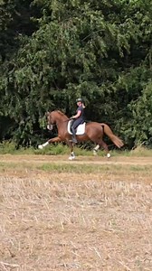 76K views · 951 reactions | Power & Spaß im Gelände mit FS Numero Uno Der Hengst hatte richtig Spaß und hat gezeigt, wie viel Energie und Freude in ihm steckt. Einfach schön zu sehen, wie sehr er das Training draußen genießt ✨ #FS #Numero #Uno #Hengststationferienhofstuecker #Ferienhof #Stuecker #Hengststation #Reitpony #Ponyhengst #Ponylove #Geländetraining #Wilbers | Hengststation Ferienhof Stücker | Facebook