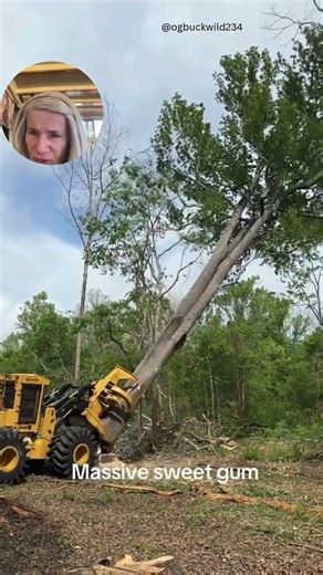 Tractor with Grabber Arm Fells Giant Trees #satisfying #logging #equipment