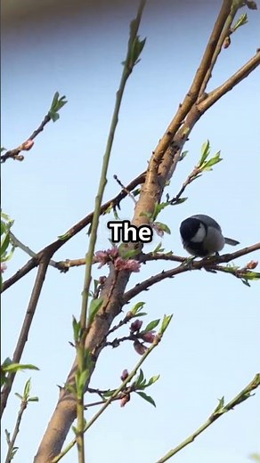 🧠❄️ This Bird's Brain SHRINKS on Purpose?!