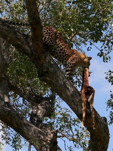 A leopard climbs high back into a tree to retrieve its stored carcass 🐆🌿 #wildlifephotography #leopard #catsoftiktok #safari #natgeowild #southafrica #wildanimals #wildlife #africa