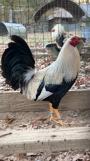 Law Grey #gamefowlbreeder #gamefowl #CountryLife just got a haircut! | Hawk Pride Game Farm