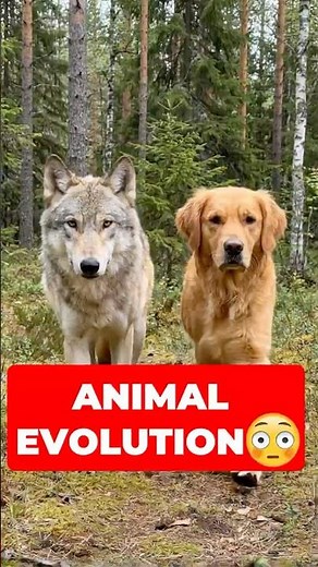 Evolution of Animals😳