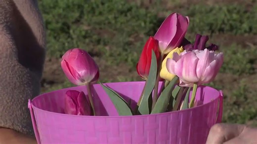 Utah's first U-Pick tulip festival blooms in Spanish Fork