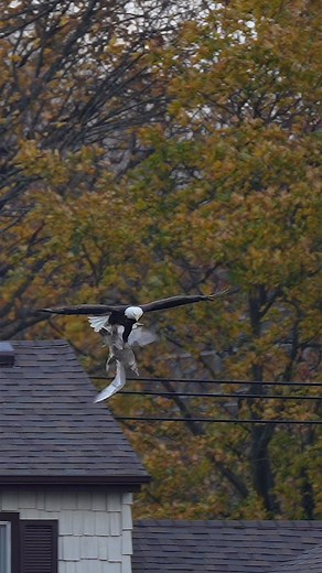 Part 1 .. Finally witnessed a bald eagle grabbing its prey mid flight !! What a sight to see !! Unfortunately it was quite a bit away and getting dark but still good enough to see how it’s done !!! …#Sony #sonyalpha #sonyphotography #sonyprousa #natgeo #natgeoyourshot #natgeowild #eagles #baldeagles #usa #birdsofprey #predator #birds #wildlife #wildlifephotography #natgeowildlife #birdsofinstagram #birdwatching #wildanimals #wildlifeplanet #naturelovers #naturephotography #bbcearth #natgeowildli