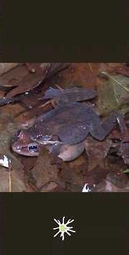 Wood Frogs Quacking & Mating #nature #vernalpool
