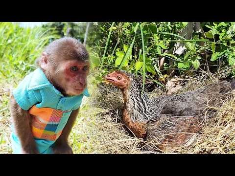 Mission Impossible! SU's Hilarious Request to Hen for Eggs!