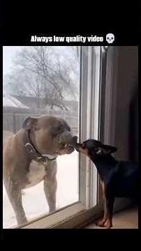 Stupid Dogs 😂🐶 #dogs #dogvideos #funnydogs #youtubeshorts #funny #memes #dogvideos #pets #labrador