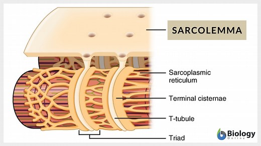 Sarcolemma - Definition and Examples - Biology Online Dictionary