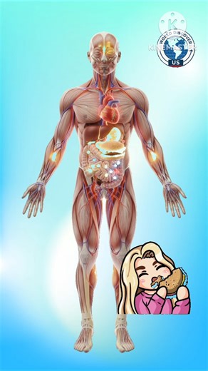 What Really Happens Inside Your Body After Eating a Burger 🍔#HealthShorts#3DAnimation