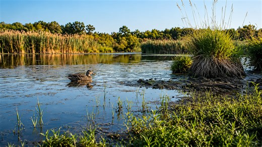 Câmera escondida mostra pato selvagem explorando um habitat natural de área alagada