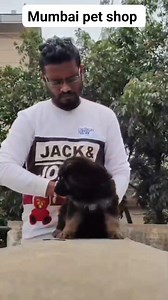 Long coat German shepherd male puppy available ,first vaccination done deworming done .contact us 097733 44988 #germanshepherd #germanshepherdpuppy #puppylove #puppies | Mumbai Pet Shop & Pet Clinic | Facebook