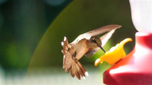 Hummingbird migration seen a little ahead of schedule after some spotted in central NC