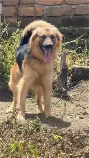 long coat gsd very aggresive