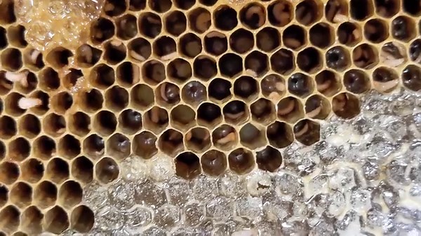 51K views · 498 reactions | These crawling larvae are young Small...