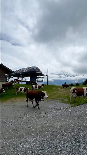 Montée en alpage à Saint-Gervais-Mont-Blanc