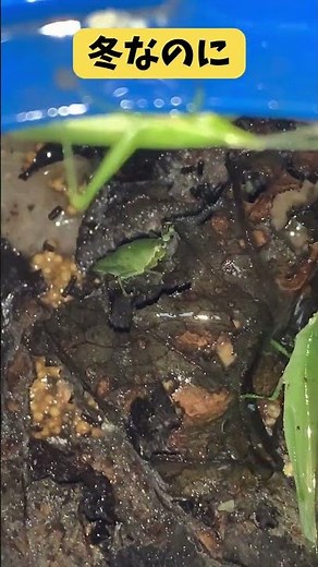 【冬なのに】霧吹きで覚醒する小さなバッタ、真冬とは思えない動きを見せる