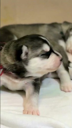 Meet these tiny, newborn puppies just discovering the world! #cuteanimals #adorably