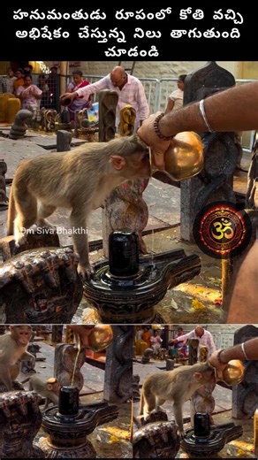 శివలింగం అభిషేకంలో కోతి వచ్చి నీళ్లు తాగుతుంది #shiva #god #hindudeity #devotional #hanuman #om #omm
