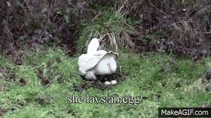 Amazing Clip Of A Goose Laying An Egg. Close-Up. on Make a GIF