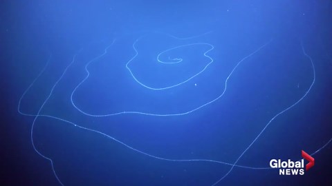 Giant stringy organism found in deep sea