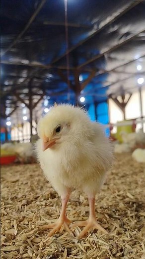 Soft Baby Chick Chirping | Relaxing Sounds #cuteanimal #chickssounds #relaxingsounds #naturesounds